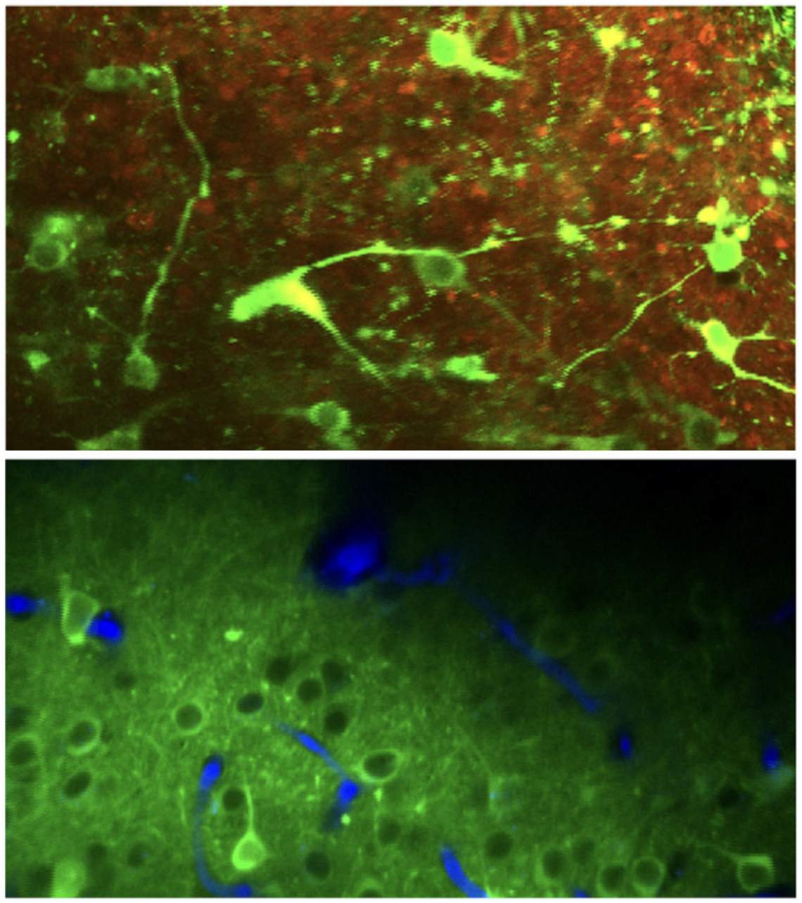 2PCI neuron mean projections.