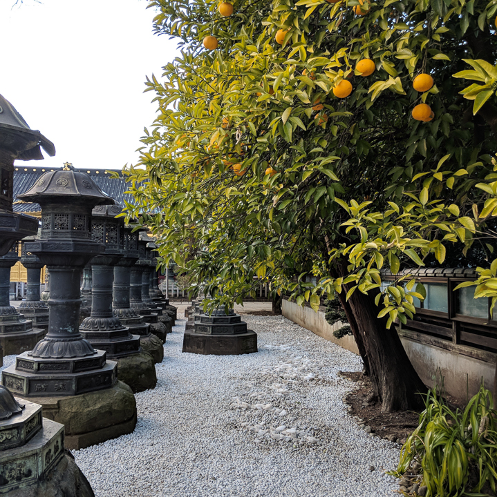Stone lanterns and tree in Ueno Park, Tokyo, Japan