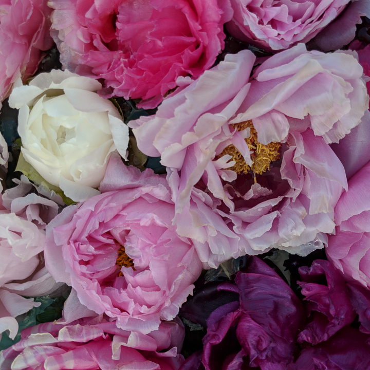 Pink flowers at the Ueno Park Rose Garden in Tokyo, Japan.