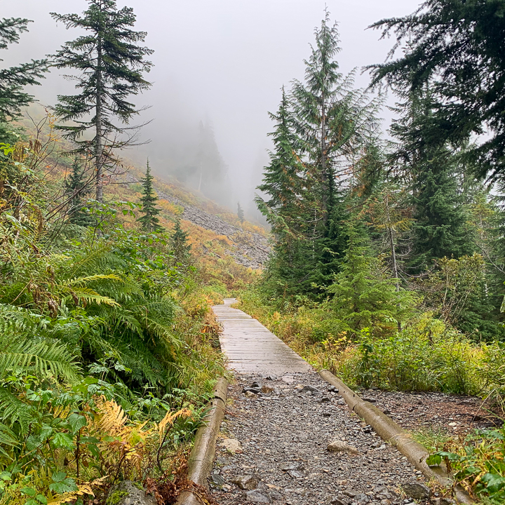 Path in forest